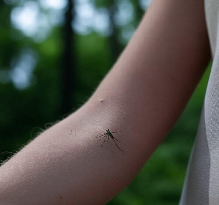 Cómo tratar las picaduras y mordeduras de insectos